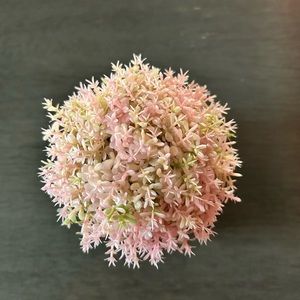 Succulent in Cement Pot